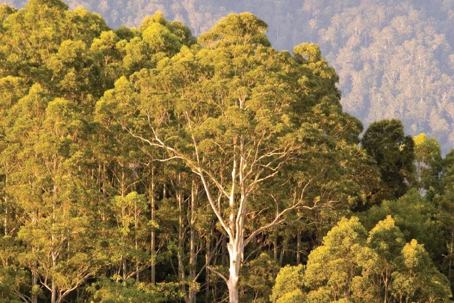 A Guide to Australian Essential Oils