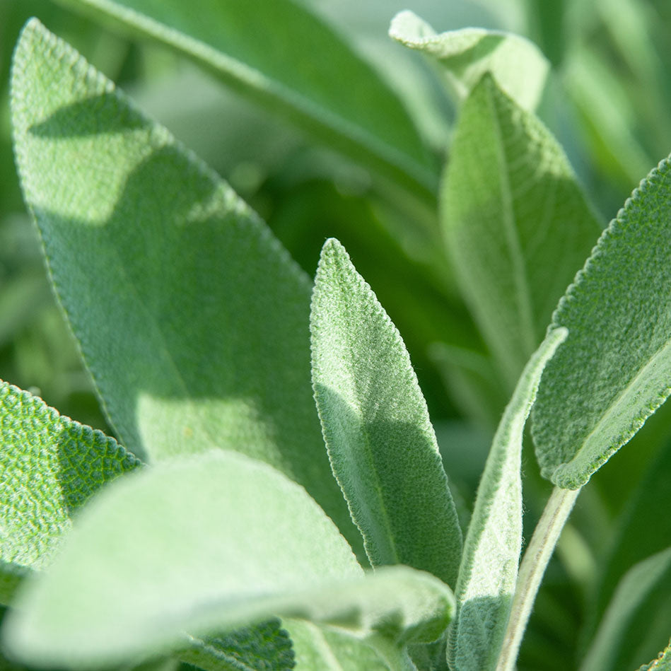 Sage