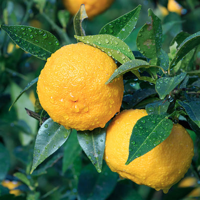 Yuzu