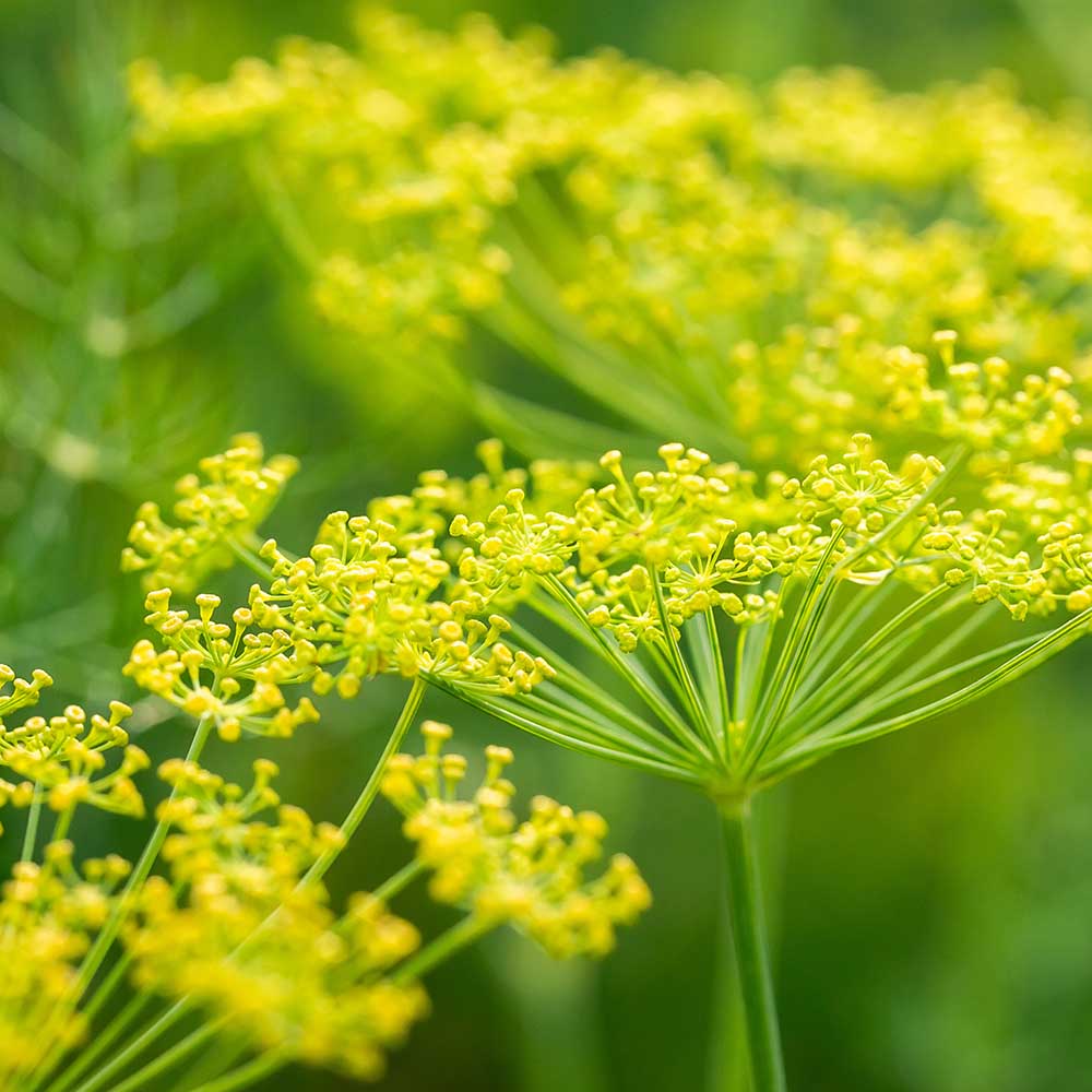 Fennel, Sweet Pure Essential Oil