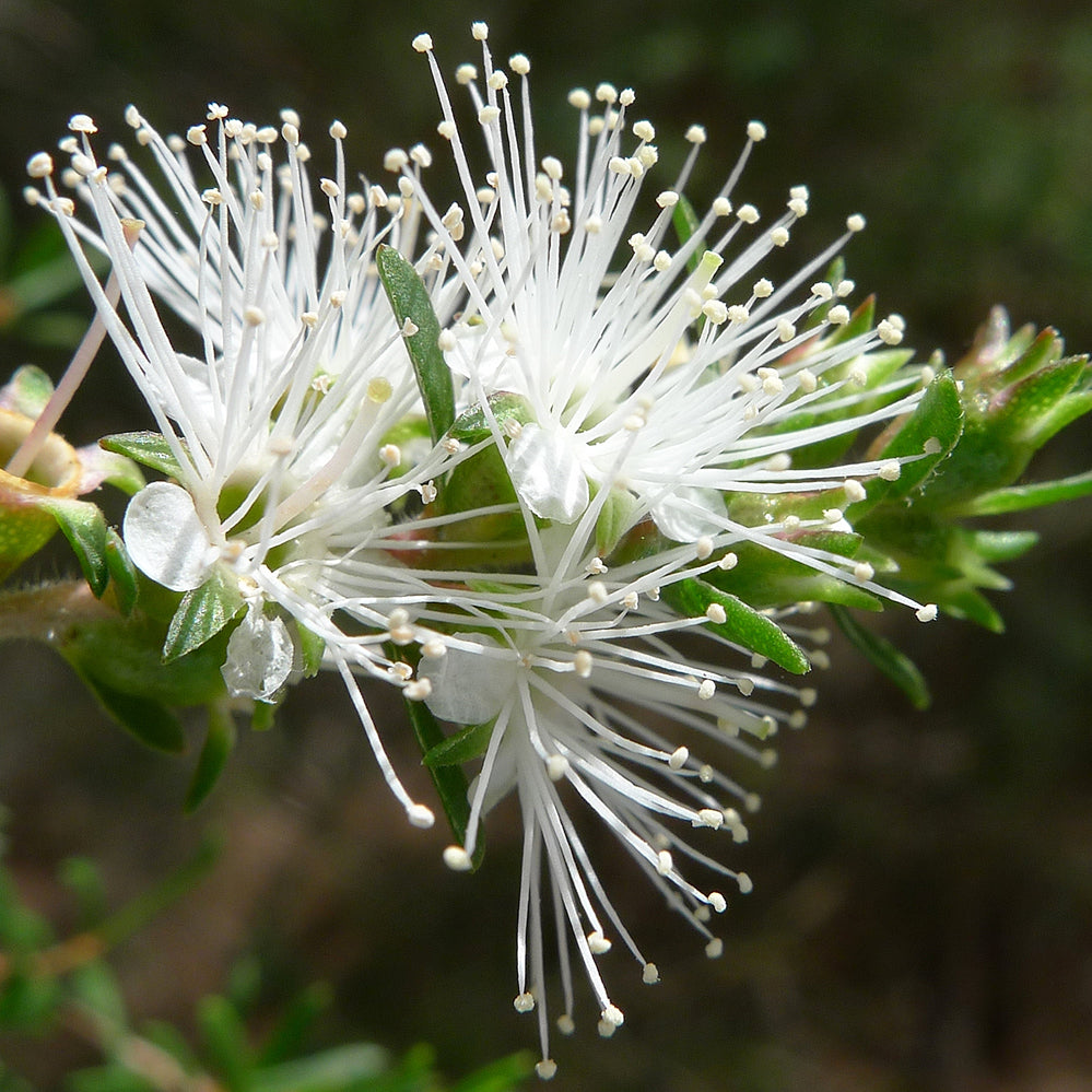 Kunzea Pure Essential Oil
