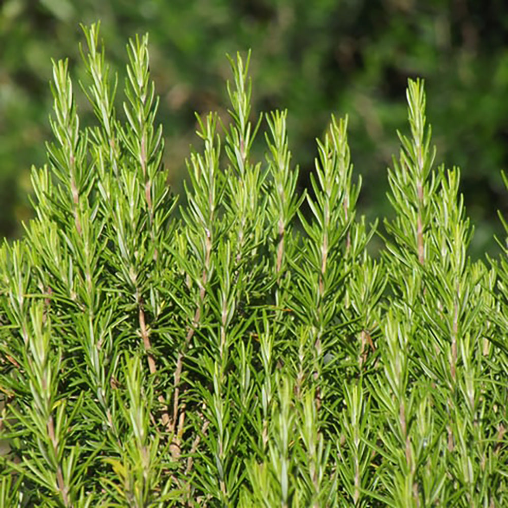 Rosemary Oil