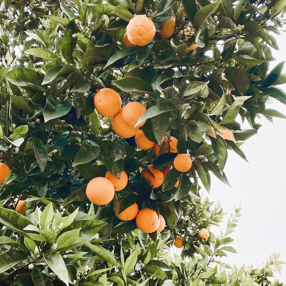 Orange, Sweet Pure Essential Oil