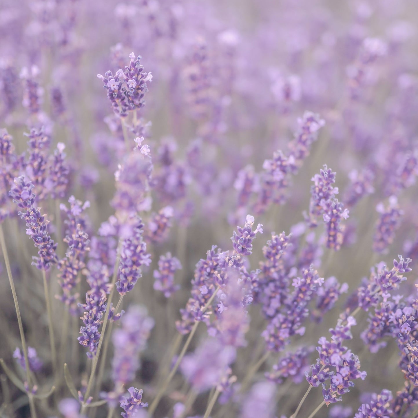 Lavender Pure Essential Oil 10mL