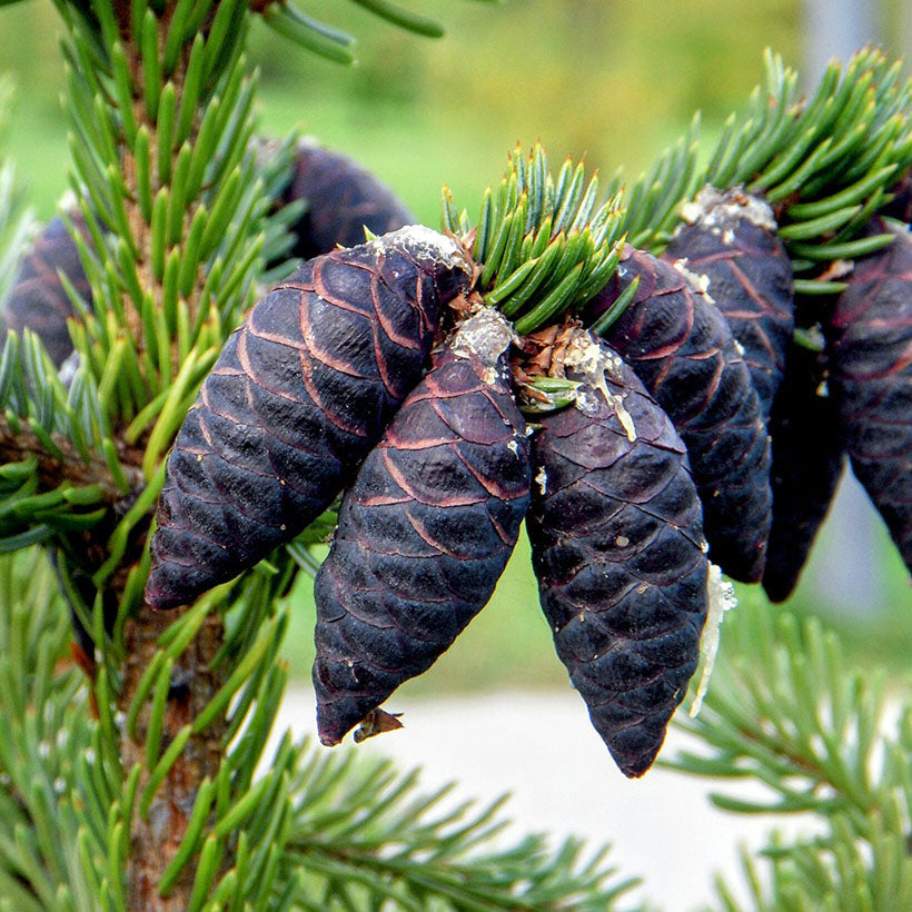 Black Spruce