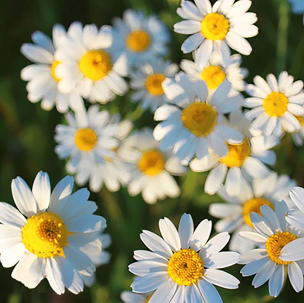 German Chamomile