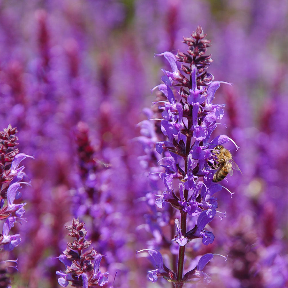 Clary Sage