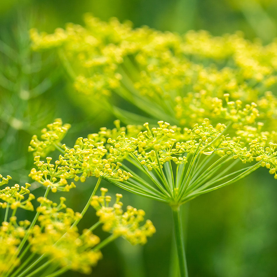 Sweet Fennel