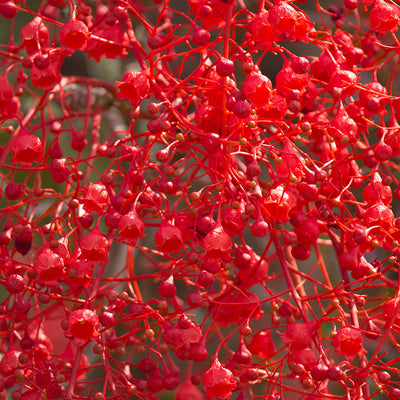 Flame Tree