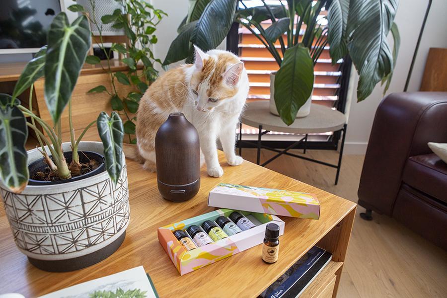 Are essential oils safe for cats?