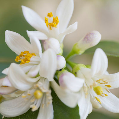 Neroli