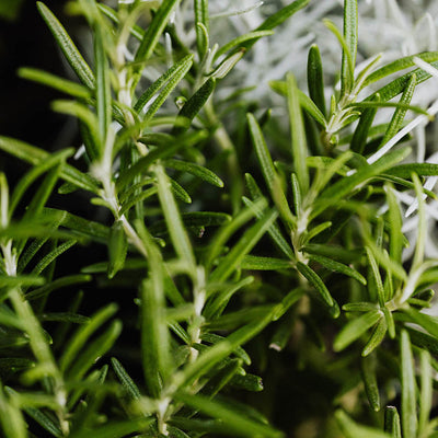 Rosemary