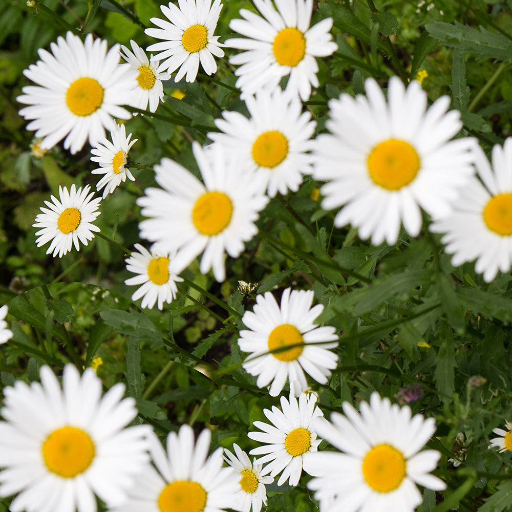 Roman Chamomile