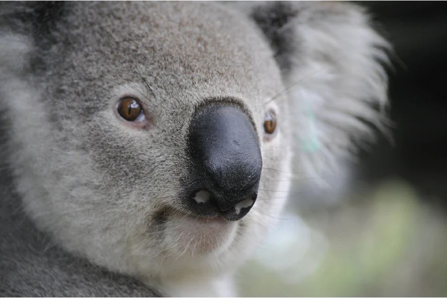 Save the Koalas