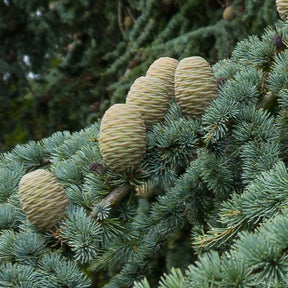 Cedarwood, Atlas Pure Essential Oil