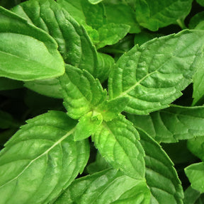 Basil Pure Essential Oil