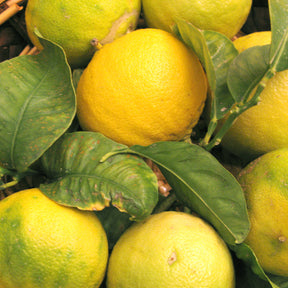 Bergamot Pure Essential Oil