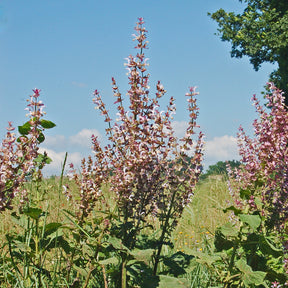 Clary Sage Pure Essential Oil