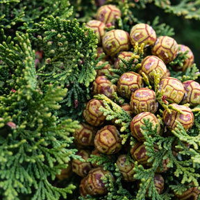 Cypress Pure Essential Oil