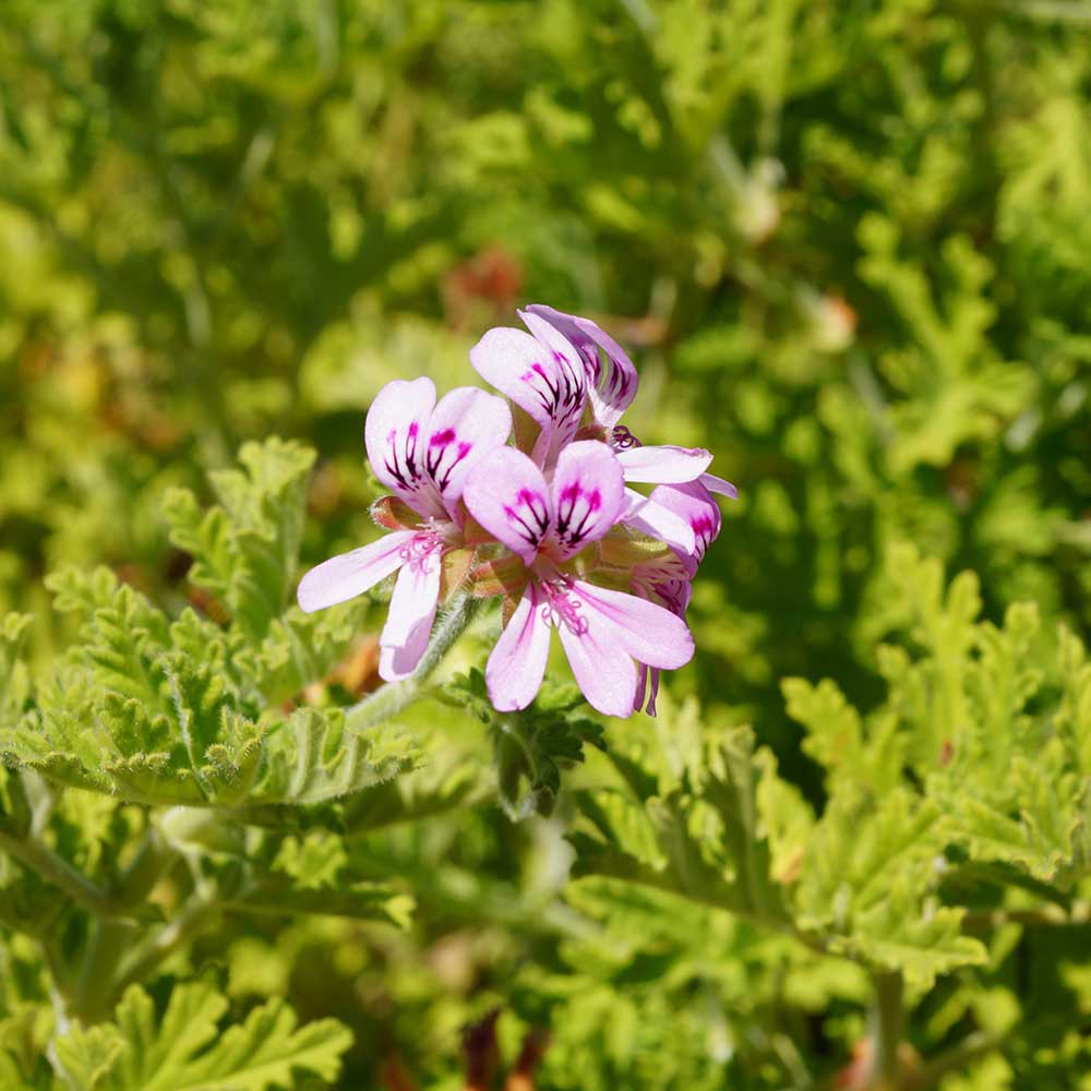 Geranium Pure Essential Oil