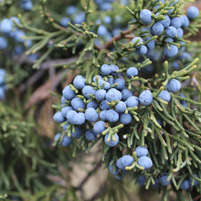 Juniper Berry Pure Essential Oil