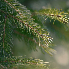 Pine Pure Essential Oil