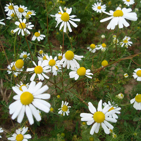 Chamomile, German Pure Essential Oil