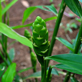 Ginger Pure Essential Oil