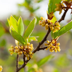 Rare Japanese Essential Oils Mini Masterclass