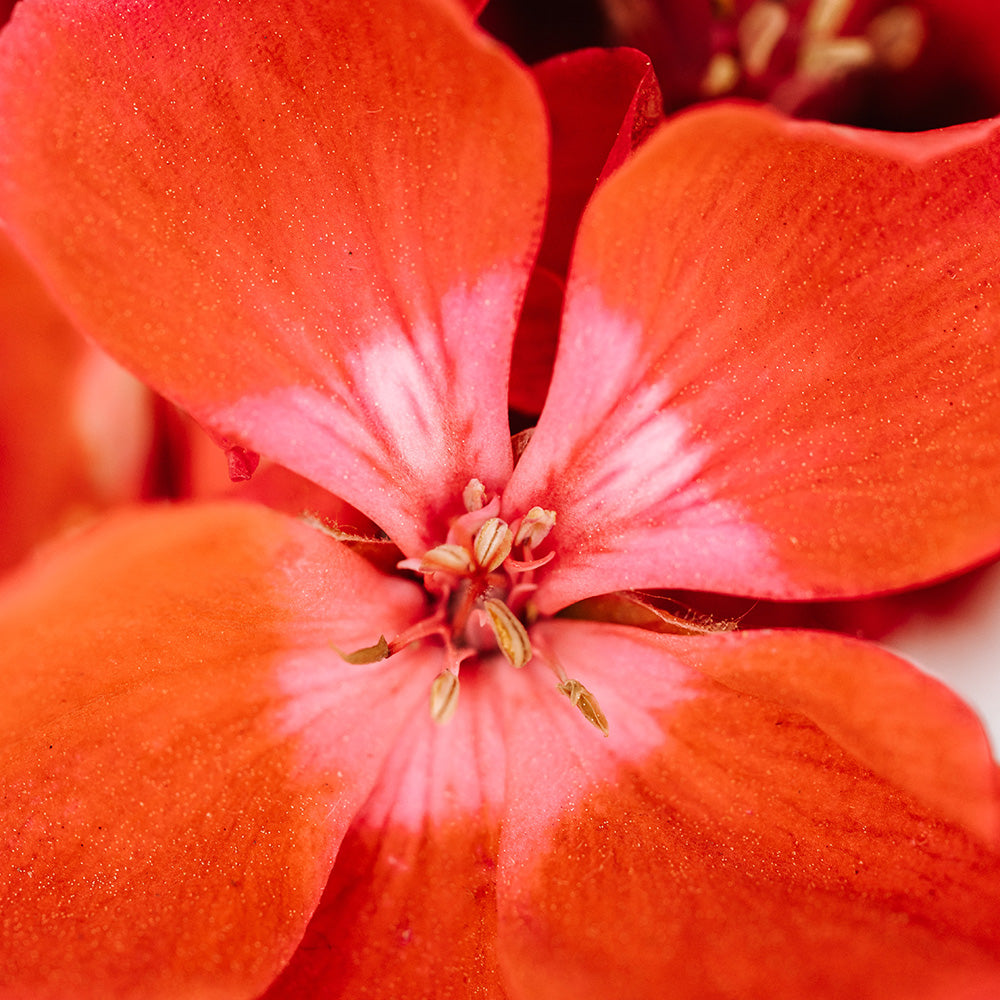 Geranium Pure Essential Oil